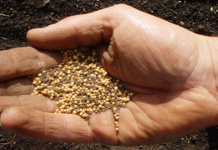 The Mustard Seed Parable & the Depth Of Faith/مثال حبة الخردل وعمق الإيمان