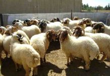 ادمون الشدياق/الغنمية، تحرير الأوطان، وحلم العصيان المدني